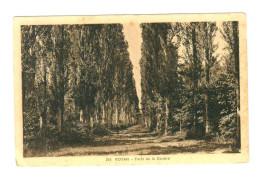 17 . Royan . Forêt De La Coubre - Royan