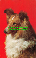 R515057 Dog Collie. D. Constance. Postcard - Monde
