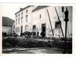 Ref 3 - Photo :sortie Des Vaches De La Ferme , Ville Et Environs à Berdorf Au Luxembourg  . - Europe