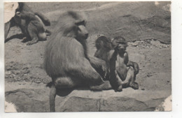 CPA ( Zoo Du Bois De Vincennes - Une Famille De Singes Hamadryas ) - Autres & Non Classés