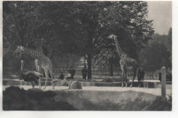 CPA ( Zoo Du Bois De Vincennes - Les Girafes ) - Autres & Non Classés