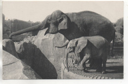 CPA ( Zoo Du Bois De Vincennes - Un Elephant D'Asie Femelle Et Micheline - Jeune Elephant D'Afrique ) - Autres & Non Classés