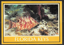 Florida Keys, Hog Snapper Fish, Unused - Key West & The Keys