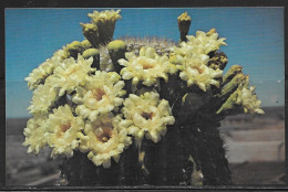 New Mexico, Carlsbad Botanical Park, Saguaro Bloom, Unused - Autres & Non Classés