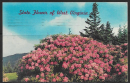 West Virginia, State Flower, Rhododendrons, Mailed In 1977 - Sonstige & Ohne Zuordnung