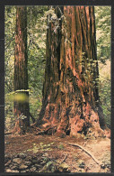 California, Muir Woods National Monument, Unused - Other & Unclassified