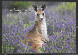 Australia Kangaroo I Miss You..., Unused, Addressed - Autres & Non Classés