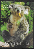 Australia Koala, G'DAU, Unused, Label On Back - Sonstige & Ohne Zuordnung