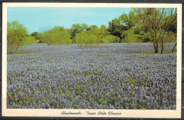 Texas, Bluebonnets, Texas State Flower, Unused - Bloemen