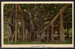 Giant Banyan Tree, Florida, Mailed In 1964 - Arbres