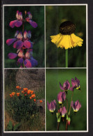 Flowers Of The Sierra Nevada Mountains, California, Unused - Bloemen