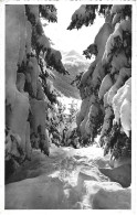 Suisse -  Davoser Winter Schatzalpwald Mit Rhinerhorn - Davos
