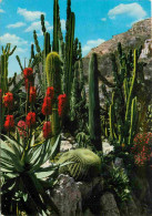 Fleurs - Plantes - Cactus - Principauté De Monaco - Le Jardin Exotique - Candélabre Agave Et Coussin De Belle-mère - CPM - Cactussen