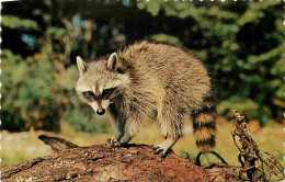 Animaux - Raton Laveur - Raccoon - Minden - Ontario - Carte Dentelée - CPSM Format CPA - Carte Neuve - Voir Scans Recto- - Andere & Zonder Classificatie