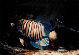 Animaux - Poissons - Aquarium De La Rochelle - 17.300.04 - Pygoplltes Diacantus - Carte Neuve - CPM - Voir Scans Recto-V - Fish & Shellfish