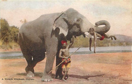 Animaux - Eléphants - Sri Lanka - Ceylon - A Temple Elephant - Animée - Colorisée - CPA - Voir Scans Recto-Verso - Elephants