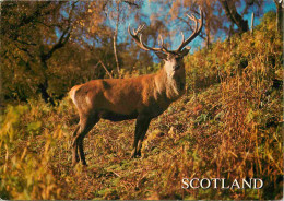 Animaux - Cervidés - Royaume Uni -Ecosse - Scotland - UK - United Kingdom - Invernessshire - Red Deer - CPM - Voir Scans - Andere & Zonder Classificatie