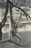 Animaux - Singes - Muséum National D'Histoire Naturelle - Parc Zoologique De Paris - Gibbon à Mains Blanches - CPSM Form - Singes