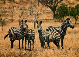 Animaux - Zèbres - Zèbres De Burchell - CPM - Carte Neuve - Voir Scans Recto-Verso - Zebras