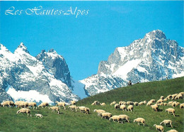 Animaux - Moutons - Hautes Alpes - Vers Le Col Du Lautaret, Transhumance D'été à Proximité Des Glaciers Des Ecrins - CPM - Andere & Zonder Classificatie