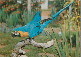 Animaux - Oiseaux - Perroquet - Ara Ararauna - Brésil - CPM - Voir Scans Recto-Verso - Oiseaux