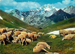 Animaux - Moutons - Troupeau De Moutons Dans Les Pâturages Alpestres - CPM - Voir Scans Recto-Verso - Autres & Non Classés