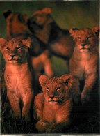 Animaux - Fauves - Lion - CPM - Voir Scans Recto-Verso - Lions