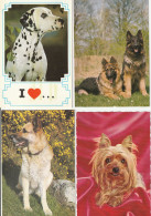 LOT DE 40 CARTES . - Chiens De Toutes Races - Chiens