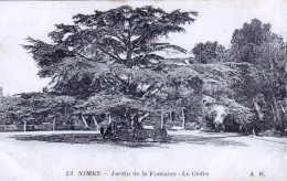 30 - Gard -  NIMES - Jardin De La Fontaine - Le Cedre - Nîmes