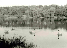 72635965 Lobetal Uferpartie Am Mechesee Schwaene Hoffnungstaler Anstalten Lobeta - Andere & Zonder Classificatie