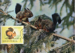 X0598 Albania, Maximum 1964, Showing  A Ecureuils, Squirrels  Eichhornchen - Albanie