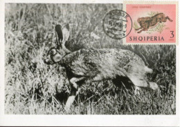 X0599 Albania, Maximum 1964, Showing A Hare, Lievre, Hase - Albanien