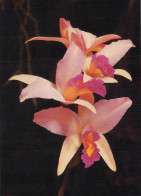 FLOWERS Vintage Postcard CPSM #PBZ119.A - Fleurs