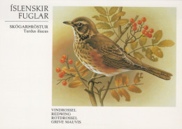 VOGEL Tier Vintage Ansichtskarte Postkarte CPSM #PAN111.A - Birds