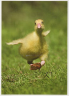 VOGEL Tier Vintage Ansichtskarte Postkarte CPSM #PAM770.A - Birds