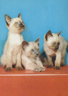 GATTO KITTY Animale Vintage Cartolina CPSM #PAM588.A - Katzen