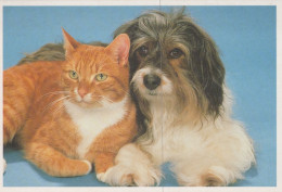 PERRO Y GATO Animales Vintage Tarjeta Postal CPSM #PAM037.A - Dogs