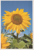 FIORI Vintage Cartolina CPSM #PAS501.A - Fleurs
