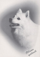 PERRO Animales Vintage Tarjeta Postal CPSM #PAN968.A - Dogs