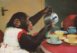 MONO Animales Vintage Tarjeta Postal CPSM #PAN973.A - Monkeys