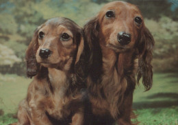 DOG Animals Vintage Postcard CPSM #PAN672.A - Honden