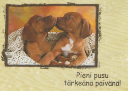 HUND Tier Vintage Ansichtskarte Postkarte CPSM #PAN671.A - Dogs