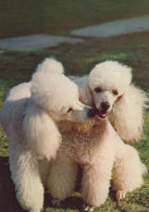 DOG Animals Vintage Postcard CPSM #PAN617.A - Honden