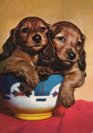 HUND Tier Vintage Ansichtskarte Postkarte CPSM #PAN611.A - Hunde