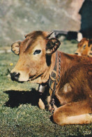 Vache à L'Alpage - Kühe