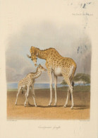 JIRAFA Animales Vintage Tarjeta Postal CPSM #PBS946.A - Giraffen