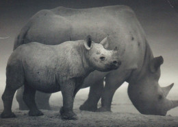 RINOCERONTE Animales Vintage Tarjeta Postal CPSM #PBS731.A - Rinoceronte