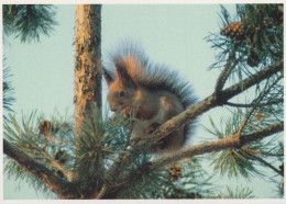 EICHHÖRNCHEN Tier Vintage Ansichtskarte Postkarte CPSM #PBS719.A - Sonstige & Ohne Zuordnung