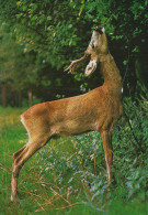 CERF Animaux Vintage Carte Postale CPSM #PBS548.A - Andere & Zonder Classificatie