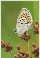 FARFALLA Animale Vintage Cartolina CPSM #PBS467.A - Butterflies